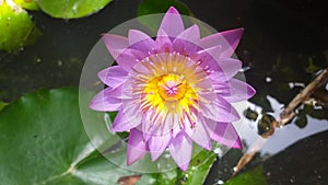 Beautiful blue lotus/ blue water lilly flower in a pond