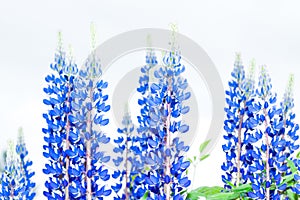 Beautiful Blue Lupines Bluebonnets with White Background