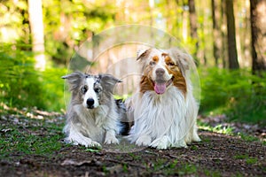 Beautiful blue merle border collie dog and red merle australian shepherd lying on the road in thÃ© forest in sunny day.