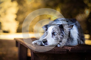 Beautiful blue merle border collie lying on the bench in the park.