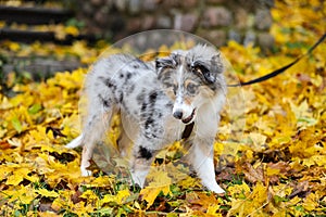 Beautiful blue merle shetland sheepdog puppy sheltie on a leash with yellow details from autumn weather