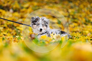 Beautiful blue merle shetland sheepdog puppy sheltie on a leash with yellow details from autumn weather