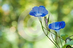 Blue Morning Glories with Green Background photo