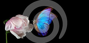 Beautiful blue morpho butterfly on a flower on a black background. copy spaces. white peony bud and butterfly