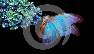 Beautiful blue morpho butterfly on a flower on a black background. lilac flower in dew drops isolated on black. lilac and butterfl