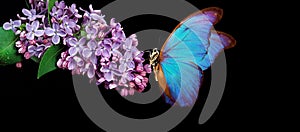 Beautiful blue morpho butterfly on a flower on a black background. lilac flower in water drops isolated on black. lilac and butter