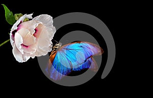 Beautiful blue morpho butterfly on a flower on a black background. copy spaces. pink peony flower and butterfly