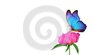 Beautiful blue morpho butterfly on a flower on a white background. copy spaces. pink peony bud and butterfly