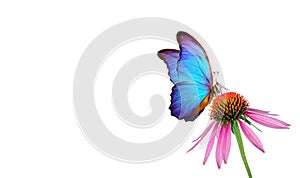 Beautiful blue morpho butterfly on a flower on a white background. copy spaces. Purple Coneflowers isolated on white