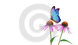 Beautiful blue morpho butterfly on a flower on a white background. copy spaces. Purple Coneflowers isolated on white