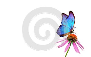 Beautiful blue morpho butterfly on a flower on a white background. copy spaces. Purple Coneflowers isolated on white