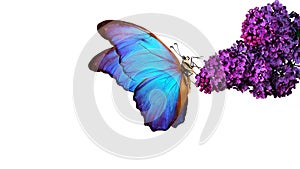 Beautiful blue morpho butterfly on a flower on a white background. lilac flower in water drops isolated on white. lilac and butter