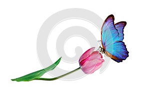 Beautiful blue morpho butterfly on a flower on a white background.Tulip flower in water drops isolated on white. Tulip bud. copy s