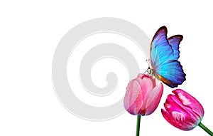 Beautiful blue morpho butterfly on a flower on a white background.Tulips flowers in dew drops isolated on white. Tulip buds. copy