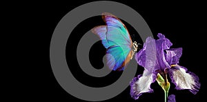 Beautiful blue morpho butterfly on iris flower isolated on black. copy spaces