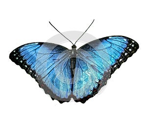 Beautiful blue morpho butterfly photo