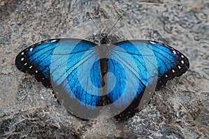 Beautiful Blue Morpho Butterfly (Peleides Blue Morpho) Sitting On A Stone