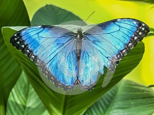 A beautiful blue morpho butterfly perched on a leaf photo