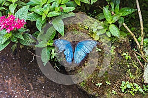 A beautiful blue morpho butterfly sits on a leaf
