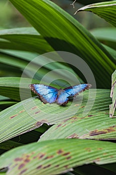 A beautiful blue morpho butterfly sits on a leaf photo