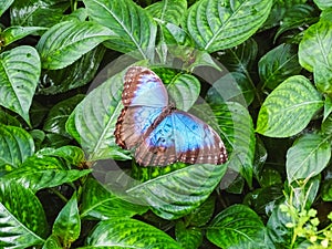 A beautiful blue morpho butterfly sits on a leaf photo