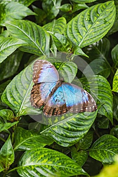 A beautiful blue morpho butterfly sits on a leaf photo