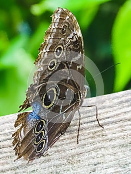 A beautiful blue morpho butterfly sits on a tree