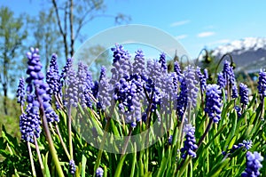 Beautiful blue muscari botryoides flowers, also known as grape hyacinth in summer