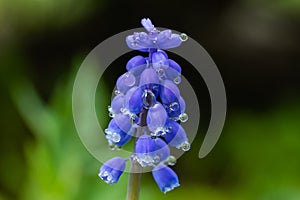 Beautiful blue muscari with raindrops in the spirng garden