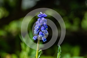 Beautiful blue muscari with raindrops in the spirng garden