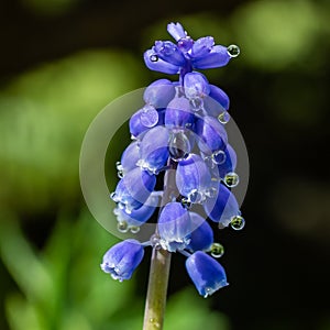 Beautiful blue muscari with raindrops in the spirng garden