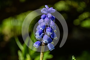 Beautiful blue muscari with raindrops in the spirng garden