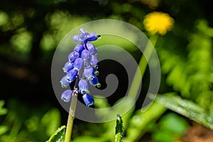 Beautiful blue muscari with raindrops in the spirng garden