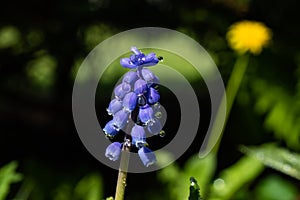 Beautiful blue muscari with raindrops in the spirng garden