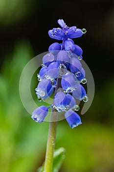 Beautiful blue muscari with raindrops in the spirng garden