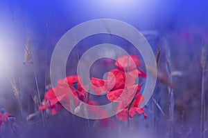 Beautiful Blue Nature Background.Abstract Wallpaper.Macro Photography.Floral Art Design.Field of Poppies.Summer Poppy Flowers.