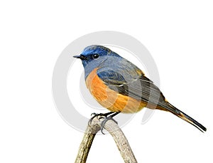 Beautiful blue and oragne Bird perching on wooden stick isolated background, exotic wild animal collection