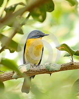 Beautiful blue orange bird Tickell`s Blue Flycatcher Niltava Cyornis tickelliae