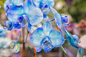 Beautiful blue orchid