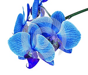 Beautiful blue Orchid without background, bright blue Orchid flowers on a white background.