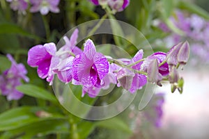 Beautiful blue orchid garden with water drops on it