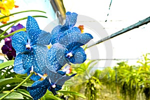beautiful blue orchid in nursery with exposed roots