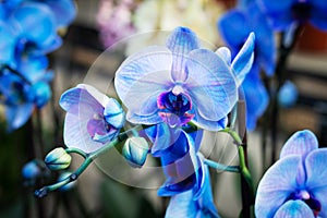 Beautiful blue orchid phalaenopsis flowers background