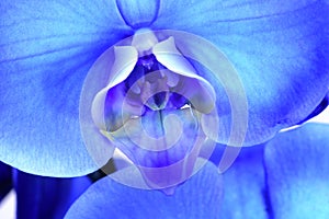 A beautiful blue orchid standing against a white background