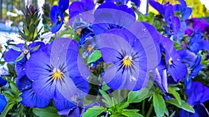 Beautiful Blue Pansies in Full Bloom photo