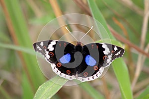 Blue Pansy Butterfly Beautiful Colors