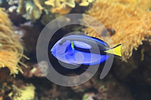 Beautiful blue Paracanthurus hepatus