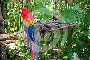 Beautiful blue parrot with red and yellow MÃÂ©xico photo