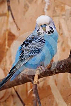Beautiful blue parrot sits on a branch in aviary