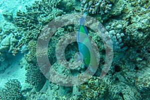 Beautiful Blue Parrotfish feeding on the reef, Marsa Alam, Red Sea, Egypt. Scarus Coeruleus swimming over the seabed with corals.